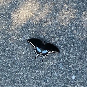 Meet your Posher, Kaia